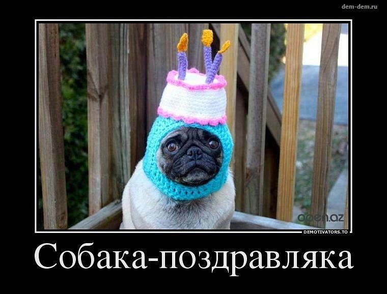 Собака поздравляка их