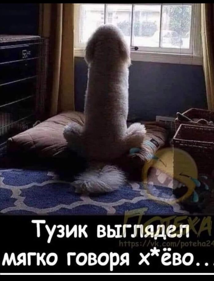 31 У и мы Тузик выглядел мягко говоря хёво