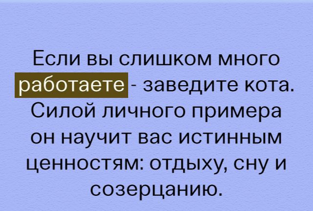 Если вы слишком много _ заведите кота Силой личного примера он научит вас истинным ценностям отдыху сну и созерцанию