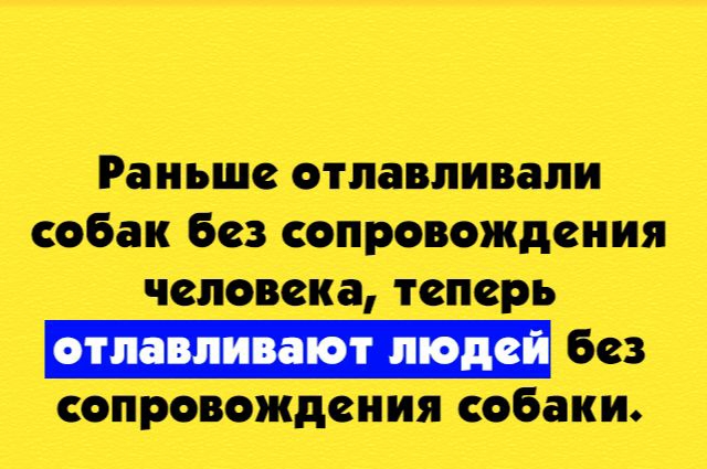 Раньше отлавливапи собак без сопровождения человека теперь _ без сопровождения собаки