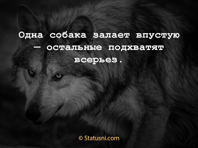 Одна собака залает впустую остальные подхватят всерьез Зтатиэпісот