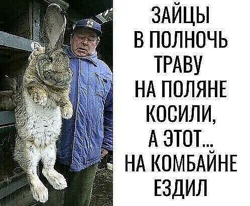 ЗАЙЦЫ В ПОЛНОЧЬ ТРАВУ НА ПОЛЯНЕ КОСИЛИ