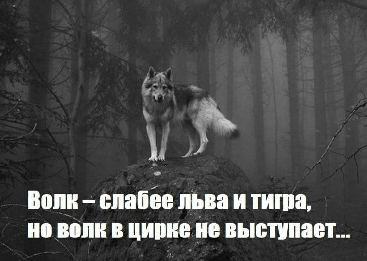 а Воин спабію льва и тиши но волн в цинке не выступает