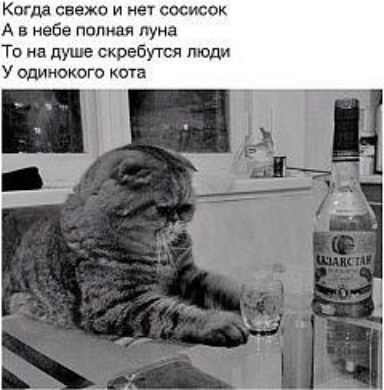 Когда свежо и нет сосисок А в небе полная луна То на душе скребугся люди У одинокого кота