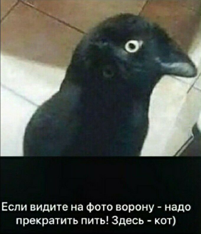 Если видите на фото ворону надо прекратить пить Здесь кот