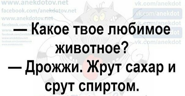 Какое твое любимое животное Дрожжи Жрут сахар и срут спиртом