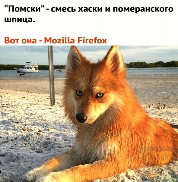 смесь хаски и померанского Помски шпица