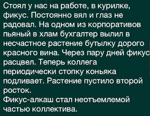 Стоял у нас на работе в курилке фикус Постоянно вял и глаз не радовал На одном из корпоративов пьяный в хлам бухгалтер вылил в несчастное растение бутылку дорого красного вина Через пару дней фикус расцвел Теперь коллега периодически стопку коньяка подпивает Растение пустило второй росток Фикус алкаш стал неотъемлемой частью коллектива