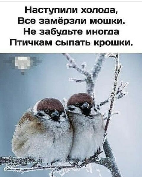 Наступили холода Все замёрзли мошки Не забудьте иногда Птичкам сыпать крошки