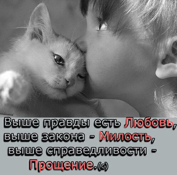 7 закена Милость шип