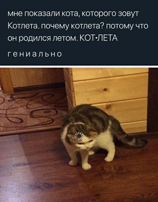 мне показали кота которого зовут Котлета почему котлета потому что он родился летом КОТ ЛЕТА гениально