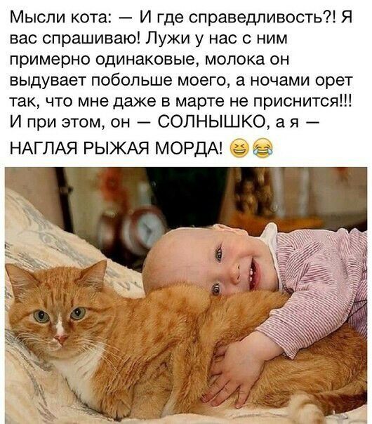 Мысли кота И где справедливость Я вас спрашиваю Лужи у нас с ним примерно одинаковые молока он выдувает побольше моего а ночами орет так что мне даже в марте не приснится И при этом он СОЛНЫШКО ая НАГЛАЯ РЫЖАЯ МОРДА 3