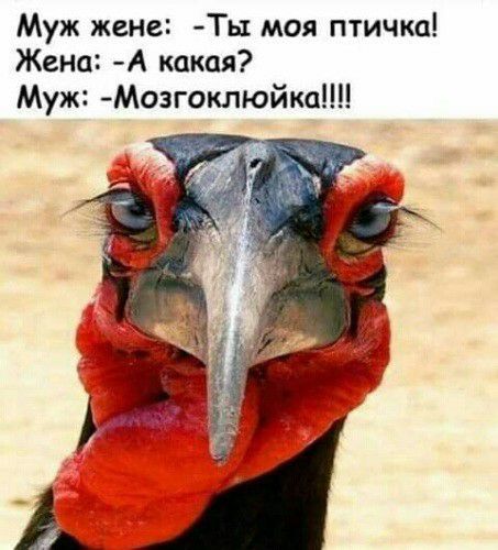 Муж жене Ты моя птичка Жена А какая Муж Мозгоклюйка