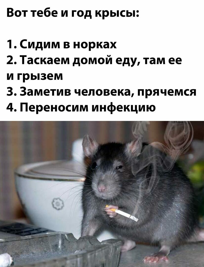 Вот тебе и год крысы 1 Сидим в норках 2 Таскаем домой еду там ее и грызем 3 Заметив человека прячемся 4 Переносим инфекцию