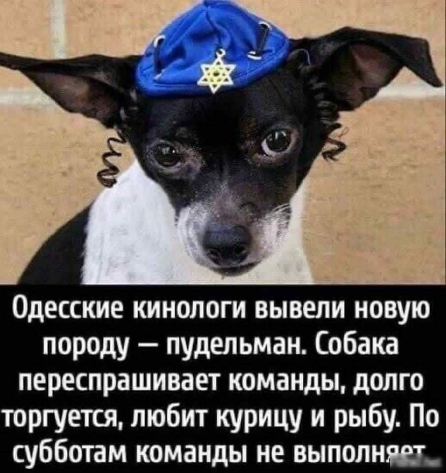 Одесские кинологи вывели новую породу пудепьман Собака переспрашивает команды долго торгуется любит курицу и рыбу По субботам команды не выполнил