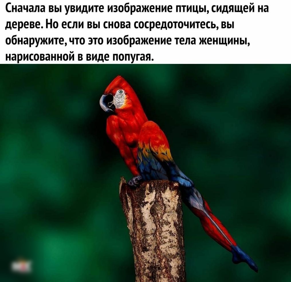 Сначала вы увидите изображение птицы сидящей на дереве Но если вы снова сосредоточитесь вы обнаружите что это изображение тела женщины нарисованной в виде попугая