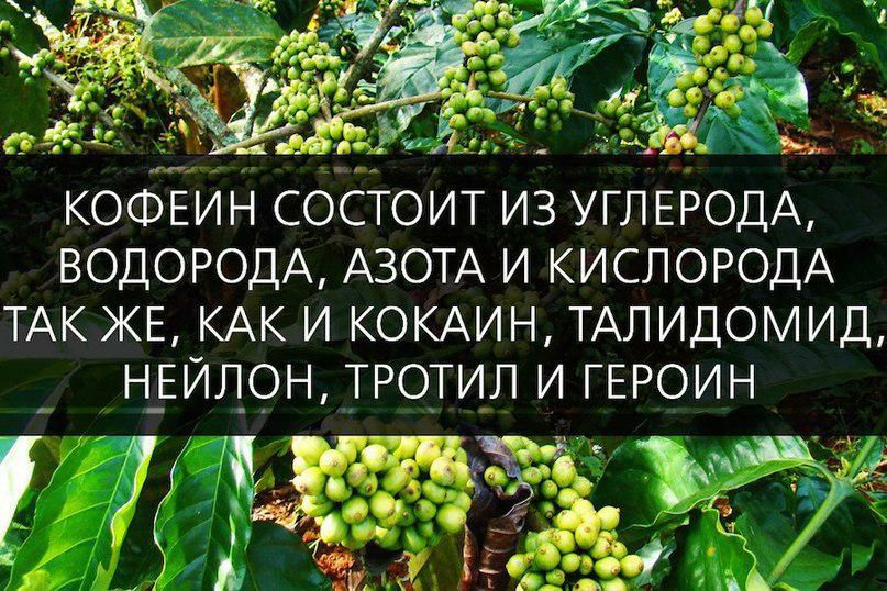 КОФЕИН СОСТОИТ ИЗ УГЛЕРОДА ВОДОРОДА АЗОТА И КИСЛОРОДА ТАК ЖЕ КАК И КОКАИН ТАЛИДОМИД Н_ЕЙЛ_ОН ТРОТИЛ И ГЕРОИН АД за