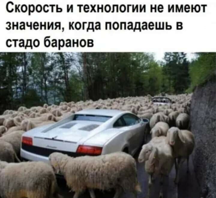 Скорость и технологии не имеют значения когда попадаешь в стадо баранов