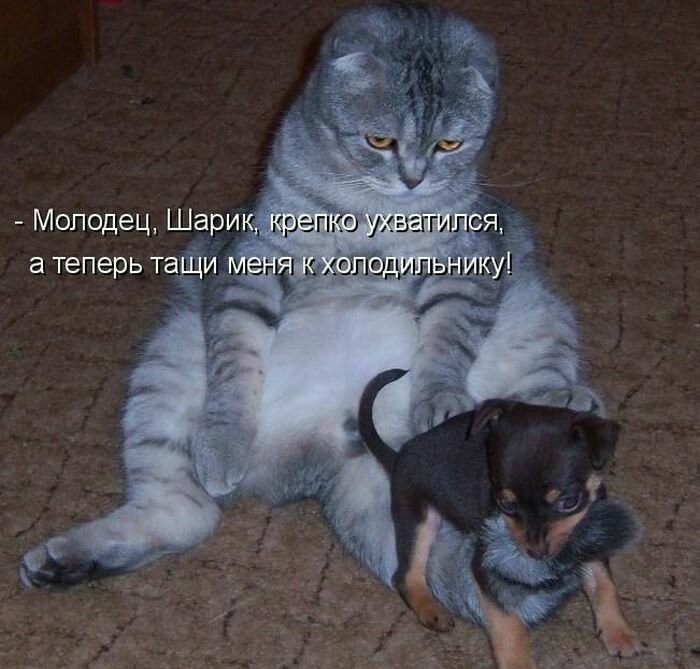 Молодец Шари