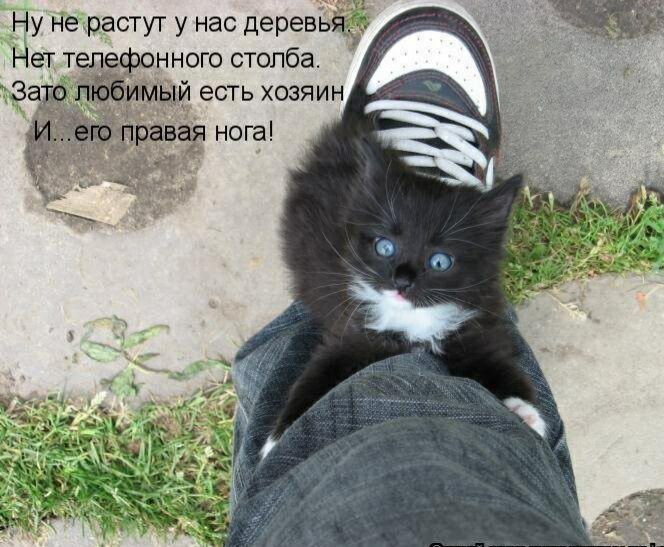 Ну не растут у нас деревьіззу Нет ТЁПЁОННОЮ столба тэг 4 есть хозяин