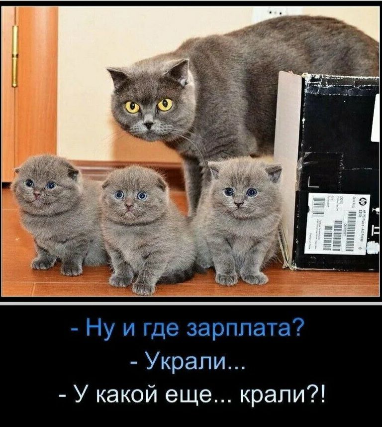 Ну и где зарплата Украли У какой еще крали