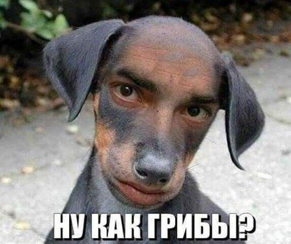 ШПДКГРИБЬ