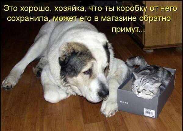 Это хорошо хозяйка что ты коробку от него сохранила о в магазине обратно примут