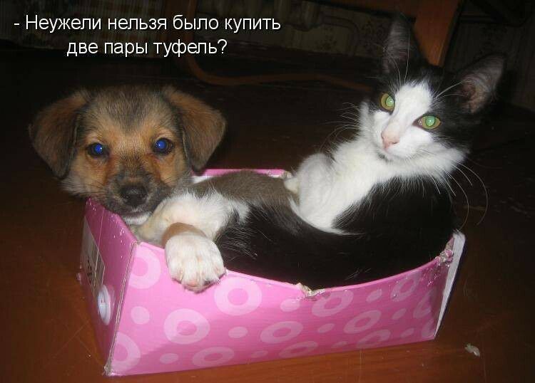 Неужели нельзя было купить две пары туфель