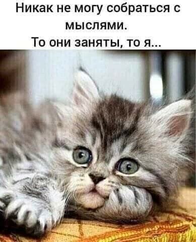 Никак не могу собраться с мыслями То они заняты то я