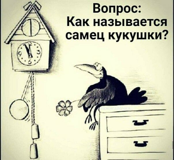 Вопрос _ Как называется самец кукушки