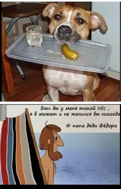 в бы у мня такой пёс я 6 может и е жмися Бы никагд ааа Фёдора