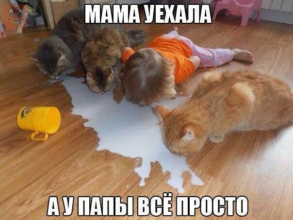 тт шдпд