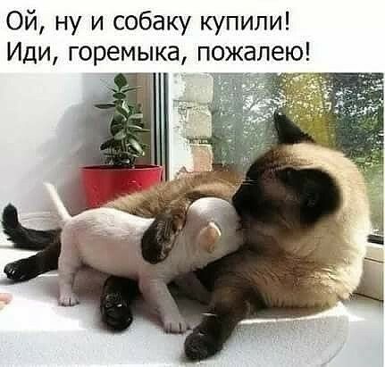 Ой ну и собаку купили Иди горемыка пожалею