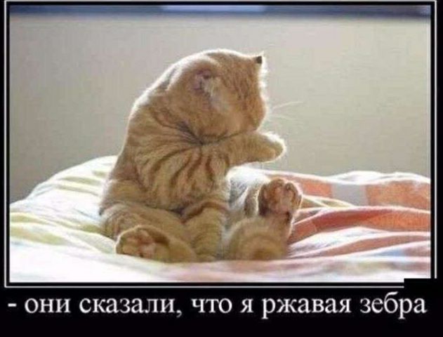 они сказали что я ржавая зебра