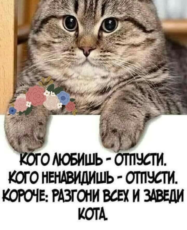 КОРОЧЕ РАЗГОНИВСЕХ И ЗАВЕДИ КОТА