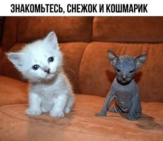 3НАК0МЬТЕЕЬ СНЕЖОК И КОШМАРИК
