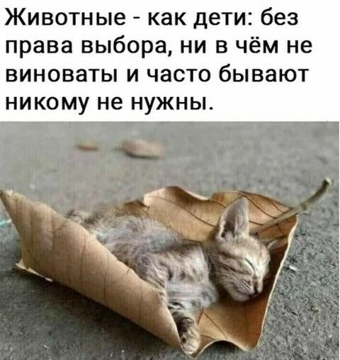 Животные как дети без права выбора ни в чём не виноваты и часто бывают никому не нужны