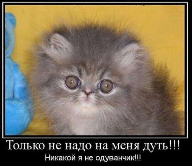 Только не надо на меня дуть Никакой я не одуванчик