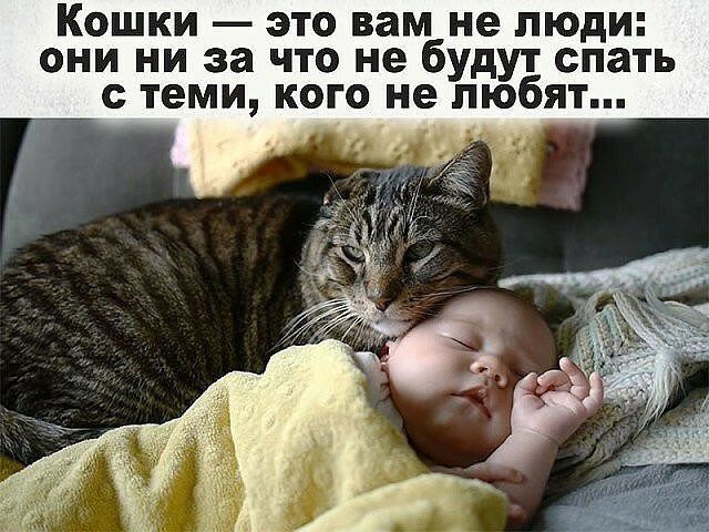 Кошки это вам не люди они ни за что не будут спать с теми кого не любят
