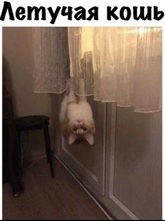 етучая кошь