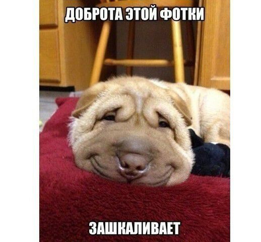 ЛЦБРЩА этой Ф0ТИ ЗАШШШИВАЕТ
