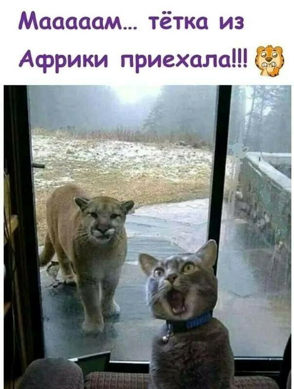 Маасаам тётка из Африки приехала СЪ