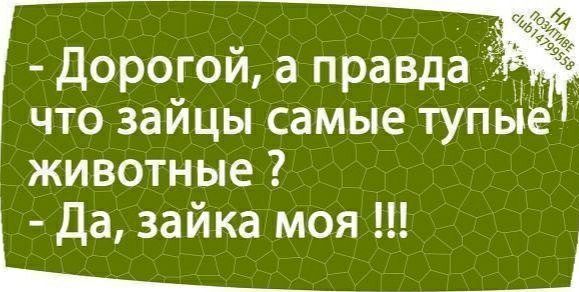 Дорогой а правда 1 _ что зайцы самые тупые животные 7 Да зайка моя