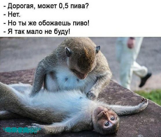 Дорогая может 05 пива Нет Но ты же обожаешь пиво Я так мало не буду