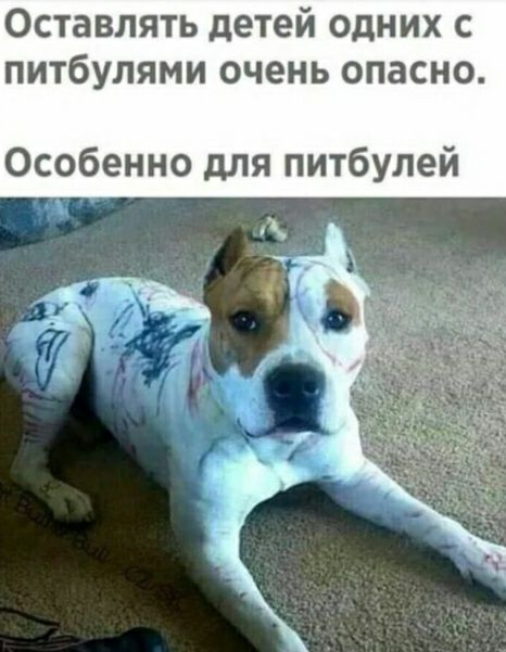 Оставлять детей одних с питбулями очень опасно Особенно для питбулей