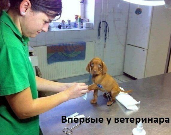 Ёж Впервые у ветеринара