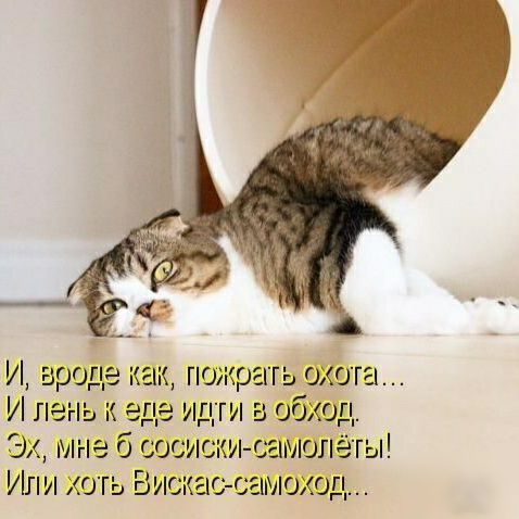 И вроде как пожрать охота И пень еде идти в обход Эх мне 6 сосишил самолёты Ип и хоть Бискас самоход