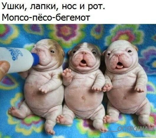 Ушки лапки нос и рот Мопсо пёсо бегемот