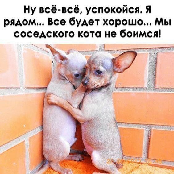 Ну всё всё успокойся Я рядом Все будет хорошо Мы соседского кота не боимся
