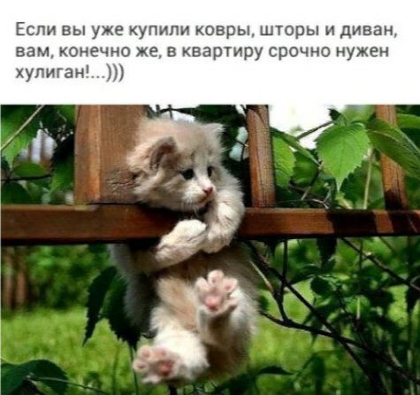 Если вы уже купили ковры шторы и диван ва1онечо же в квартиру срочно нужен хулиган